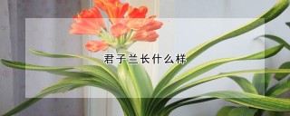 君子兰长什么样,第1图