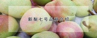 新梨七号品种介绍,第1图