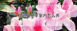 杜鹃花冬季室内怎么养,第1图