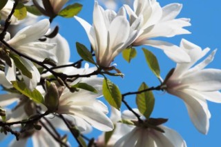开白花的树叫什么名字,第3图