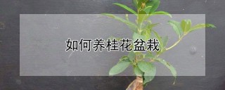 如何养桂花盆栽,第1图