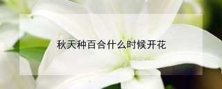 秋天种百合什么时候开花,第1图