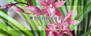 墨兰几月份出花剑,第1图