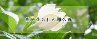 栀子花为什么那么香,第1图