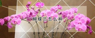 蝴蝶兰怎么种,第1图