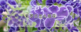 紫罗兰怎么插花,第1图