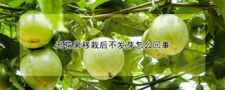 无花果移栽后不发芽怎么回事,第1图