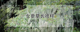 女萝草长啥样,第1图