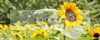 向日葵快速泡开的方法,第1图