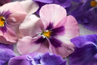 紫罗兰花有几种,第2图