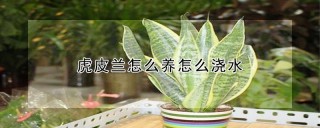 虎皮兰怎么养怎么浇水,第1图