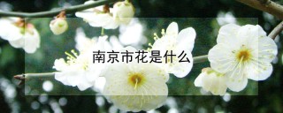 南京市花是什么,第1图