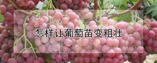 怎样让葡萄苗变粗壮,第1图