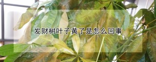 发财树叶子黄了是怎么回事,第1图