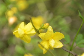 迎春花冬天能剪枝吗,第2图