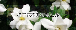 桅子花不开花怎么办,第1图