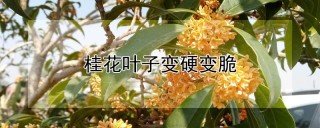 桂花叶子变硬变脆,第1图