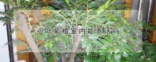 小叶紫檀室内能养活吗,第1图