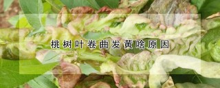 桃树叶卷曲发黄啥原因,第1图