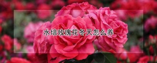 水培玫瑰花冬天怎么养,第1图