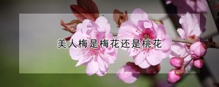 美人梅是梅花还是桃花,第1图