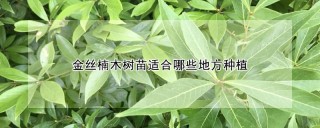 金丝楠木树苗适合哪些地方种植,第1图