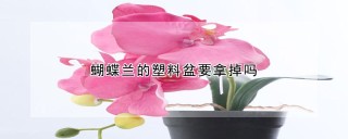 蝴蝶兰的塑料盆要拿掉吗,第1图