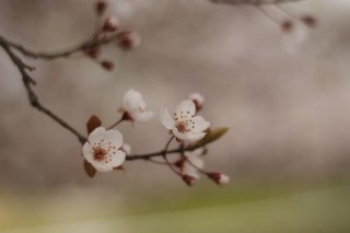 樱花修剪季节，樱花的修剪在夏秋季节,第5图
