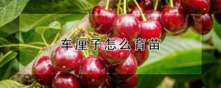 车厘子怎么育苗,第1图