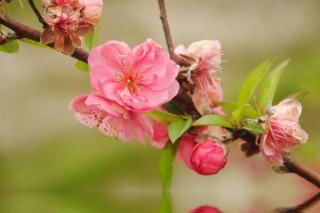 桃花是什么季节开，在每年的春季绽放,第2图