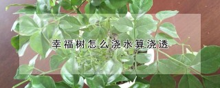 幸福树怎么浇水算浇透,第1图