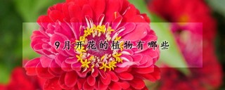 9月开花的植物有哪些,第1图