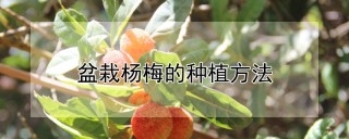 盆栽杨梅的种植方法,第1图