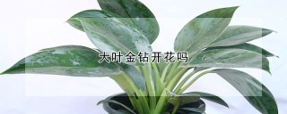 大叶金钻开花吗,第1图