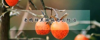 老鸦柿黑斑病怎么防治,第1图