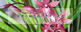 台湾小姐兰花一年开几次花,第1图