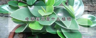 电脑宝贝是什么植物,第1图