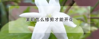 茉莉怎么修剪才能开花,第1图