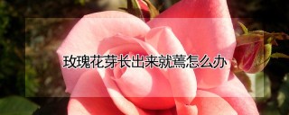 玫瑰花芽长出来就蔫怎么办,第1图