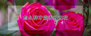 怎么样才能养玫瑰花,第1图