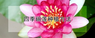 四季碗莲种植方法,第1图