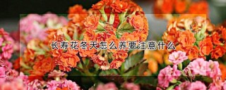 长寿花冬天怎么养要注意什么,第1图