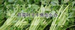 芹菜叶子干焦怎么办,第1图