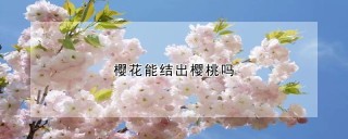 樱花能结出樱桃吗,第1图