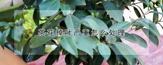 茶花掉叶严重怎么处理,第1图