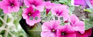 矮牵牛怎么繁殖,第1图