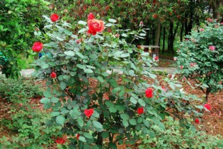 玫瑰花种植技术，建议在春秋季进行种植,第1图