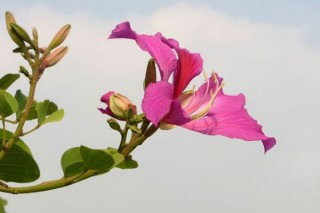 紫荆花树怎么种,第2图