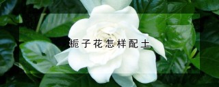 栀子花怎样配土,第1图