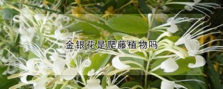 金银花是爬藤植物吗,第1图